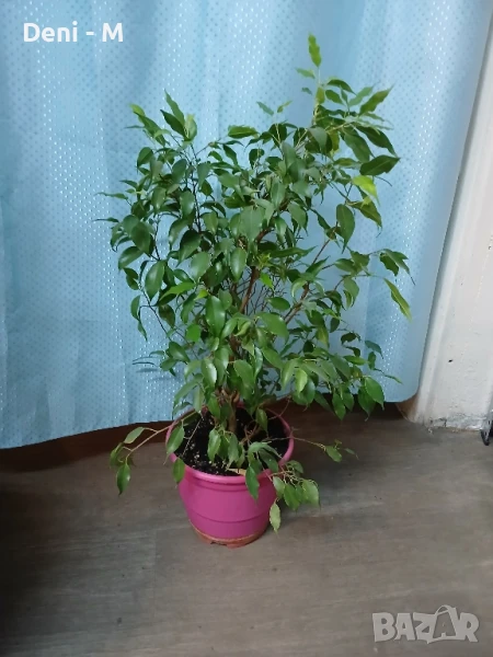 Бенджамин 65см., снимка 1