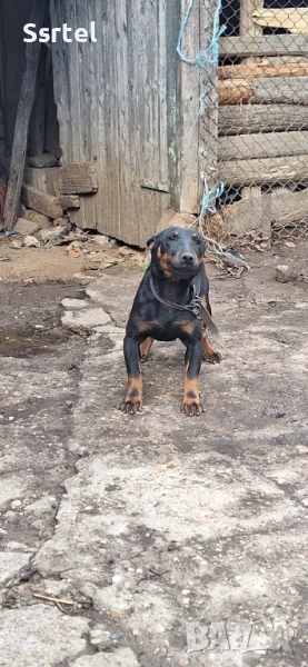 Ягдтериер мъжко  и женско , снимка 1