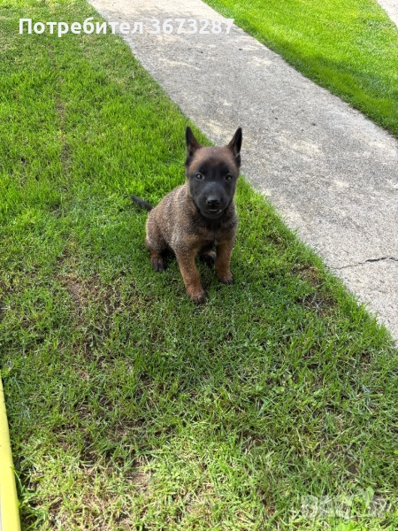 Белгийска овчарка милиноа, снимка 1