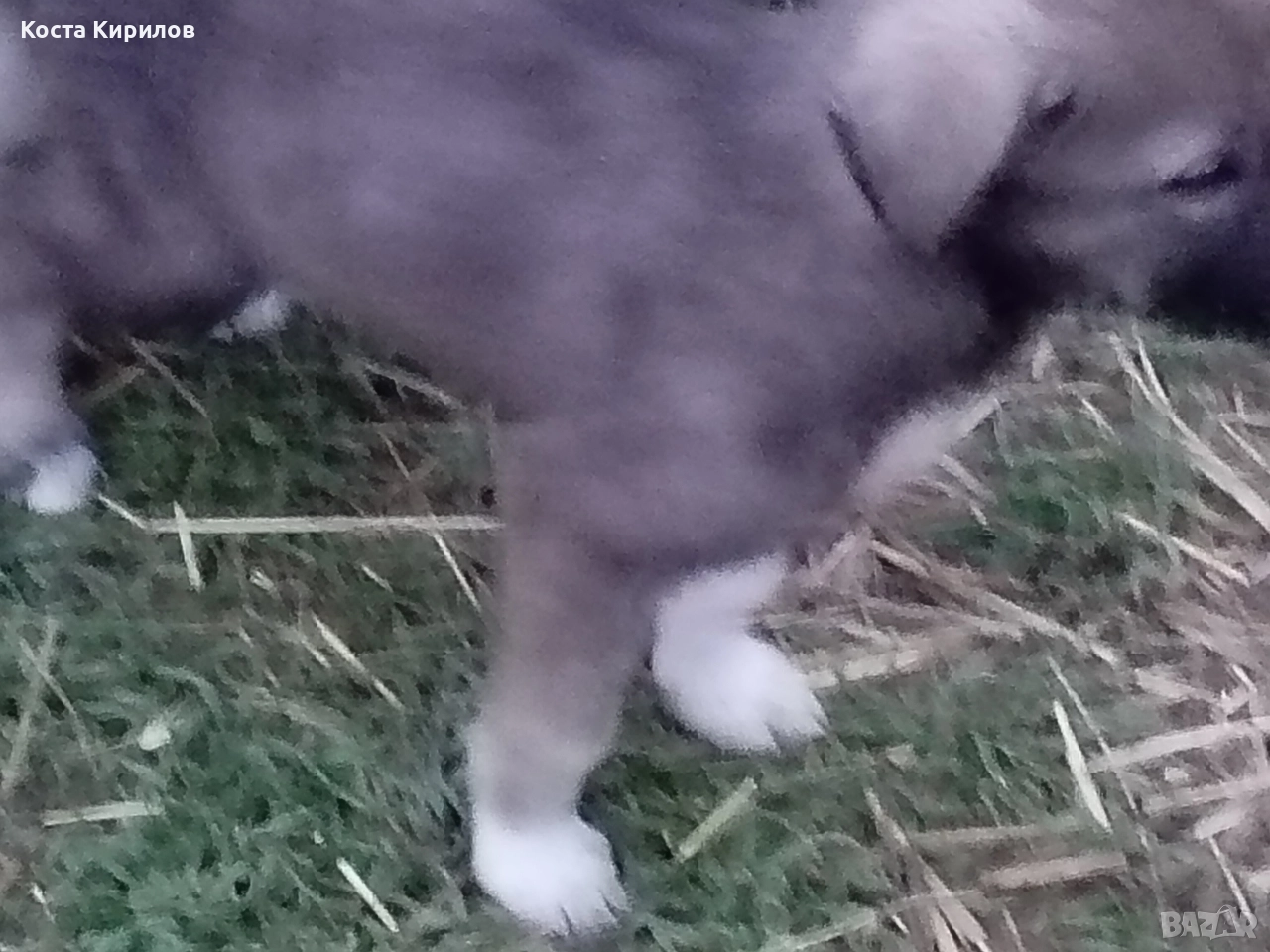 кученца, снимка 1