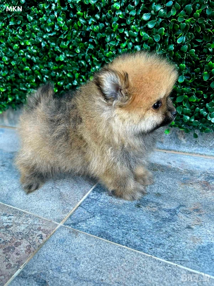 Померан с първа ваксина и паспорт , снимка 1