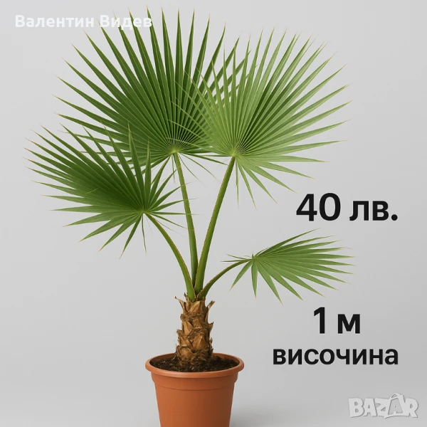 Палми вашингтония, снимка 1