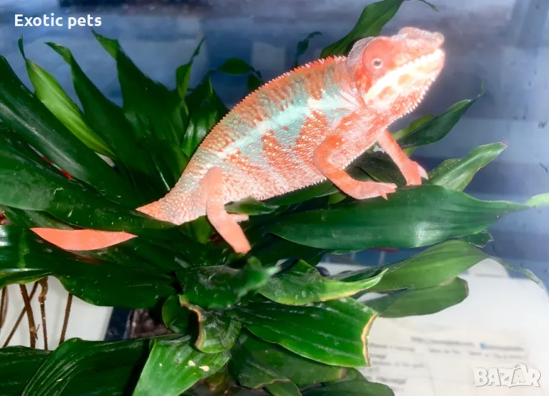 Леопарадов хамелеон, panther chameleon (furcifer pardalis) nosy be, снимка 1