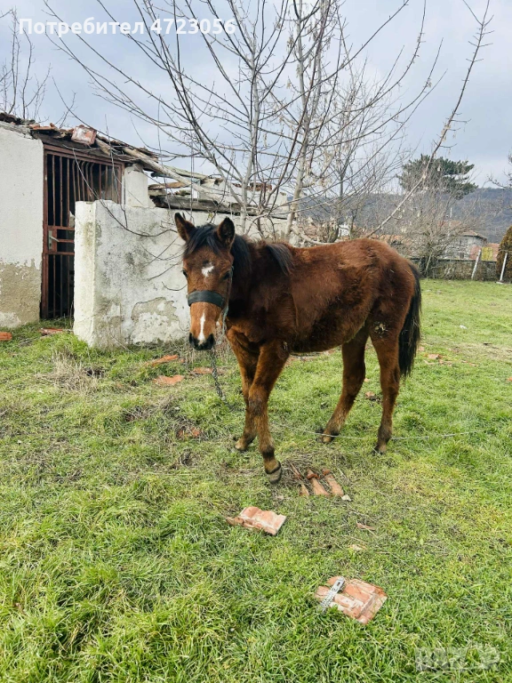 Кобила на 8 месеца, снимка 1