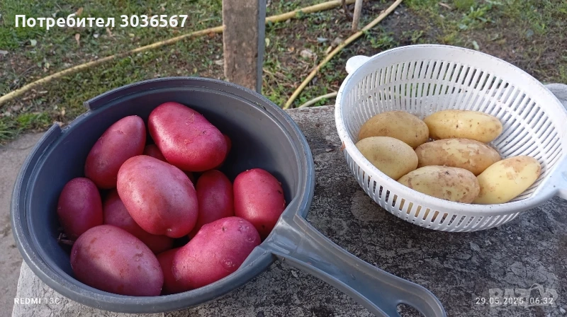 Картофи, лук - пресни, джоджен, магданоз., снимка 1