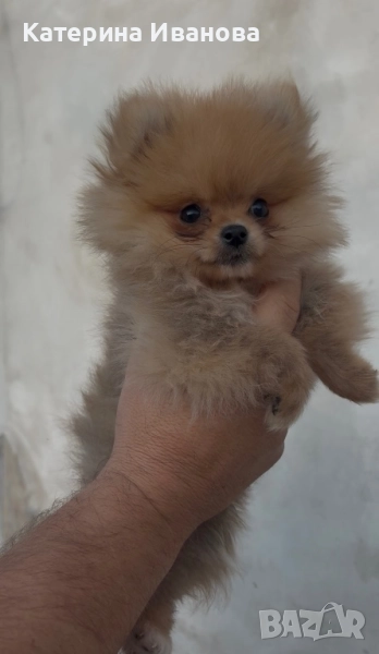 Продавам бебе померанче, снимка 1