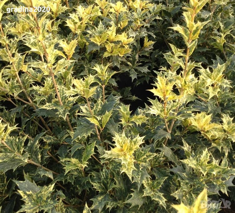 Османтус 'Goshiki', снимка 1