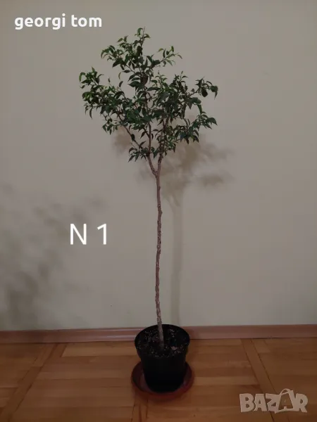 Продавам фикуси бенджамин 15 евро., снимка 1