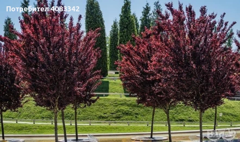 Червенолистна Слива , снимка 1