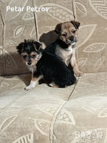 Мини пинчер чихуахуа, снимка 8 - Чихуахуа - 52816462