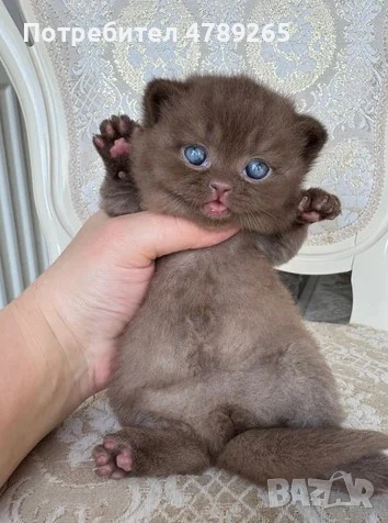 Кафява Британска Късокосместа, снимка 6 - Британска късокосместа - 54125356