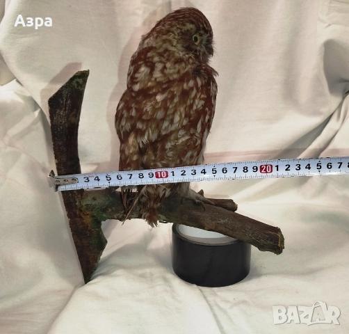 Препарирана сола (Бухал), снимка 7 - други­ - 53656912