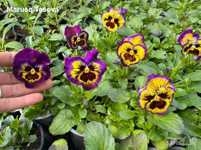 Теменужки къдрави , снимка 4 - Градински цветя и растения - 53818197