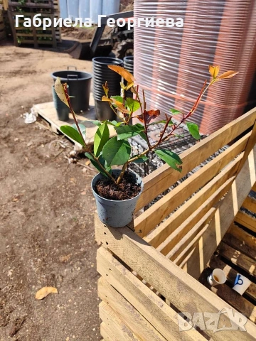 Фотиния ред робин , снимка 2 - Градински цветя и растения - 54003516