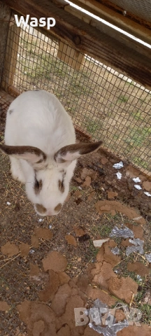 Продавам или заменям , снимка 5 - Чинчили - 54206092