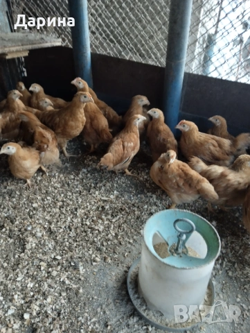 Пилета Ню Хемпшир, снимка 2 - Кокошки и пуйки - 53394021