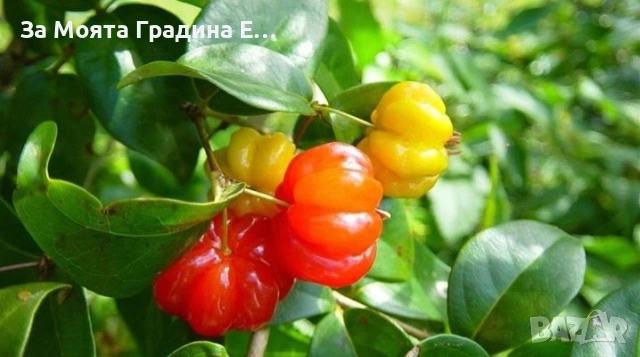 Суринамска череша 