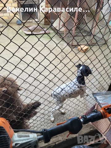 продавам женски пойнтер, снимка 3 - Пойнтер - 53401653