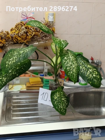  Дифенбахия !!! РАЗПРОДАЖБА (-40%)!!!, снимка 13 - Стайни растения - 46264327