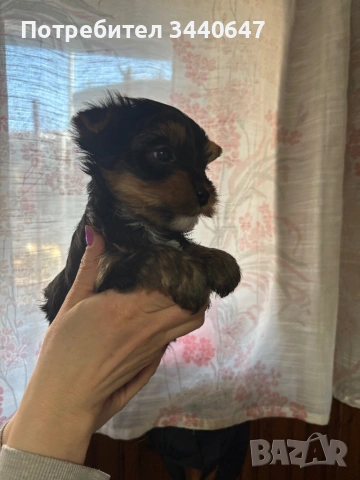 Мъжко йорки, снимка 10 - Йоркширски териер - 53797891