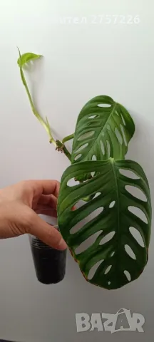 Monstera adansonii , снимка 1 - Стайни растения - 48336097