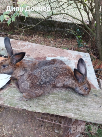Продавам зайци , снимка 4 - Други животни - 51750940