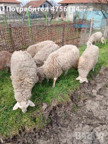 Продавам овце с малки агнета, снимка 6 - Овце - 53849792