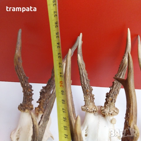 НАЙ ДОБРАТА ОФЕРТА Стари Немски Трофей, рога Сръндаг , снимка 9 - Антикварни и старинни предмети - 53710820