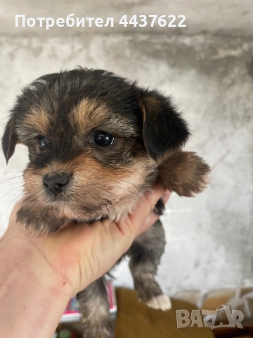 Йоркширски териери 