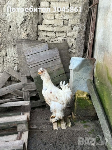 Орпингтон порцелан , снимка 3 - Кокошки и пуйки - 53690461