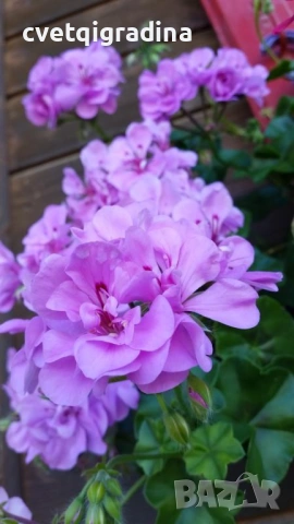 Pelargonium Каскадна моловка,сакъз, снимка 3 - Градински цветя и растения - 53936741