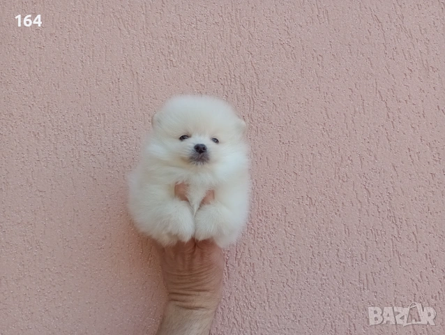 Померани. Реални снимки от 19.04.26 г. , снимка 6 - Померан - 54219294