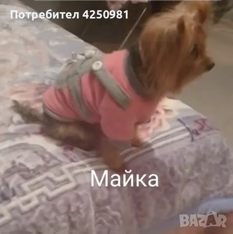 Продавам Мини Йорки , снимка 6 - Други - 47397832