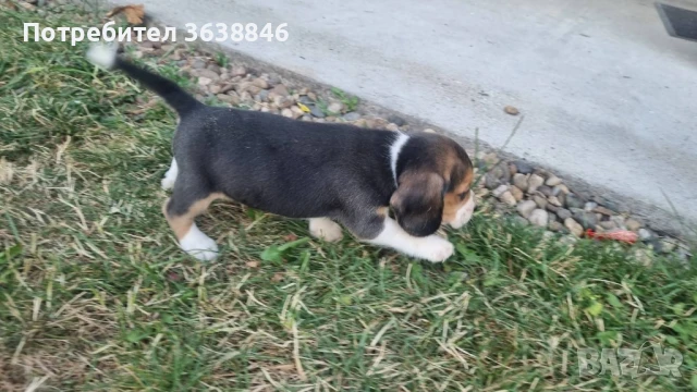 Бигъл, снимка 2 - Бигъл - 50757343