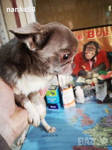 Продавам чихуахуа, снимка 6 - Чихуахуа - 52630064