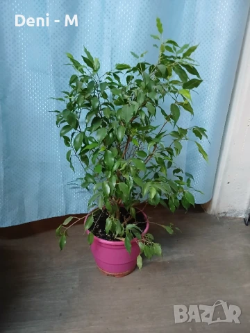 Бенджамин 65см.