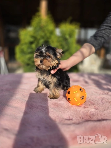 Мини Йоркширски териер момче 