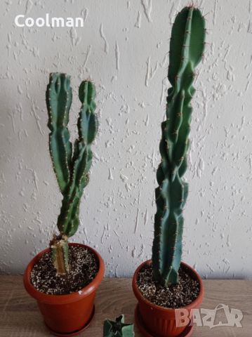 Кактуси Cereus , снимка 4 - Стайни растения - 42663589