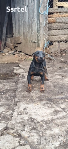 Ягдтериер мъжко  и женско , снимка 1