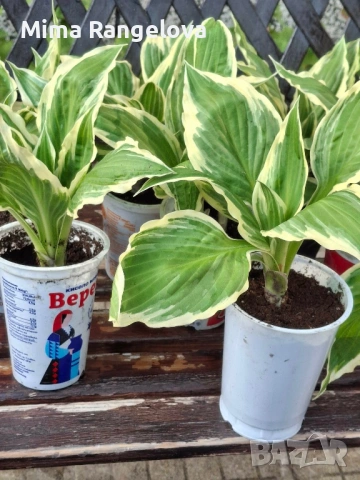 Пъстро листа хоста , снимка 3 - Разсади - 54198477