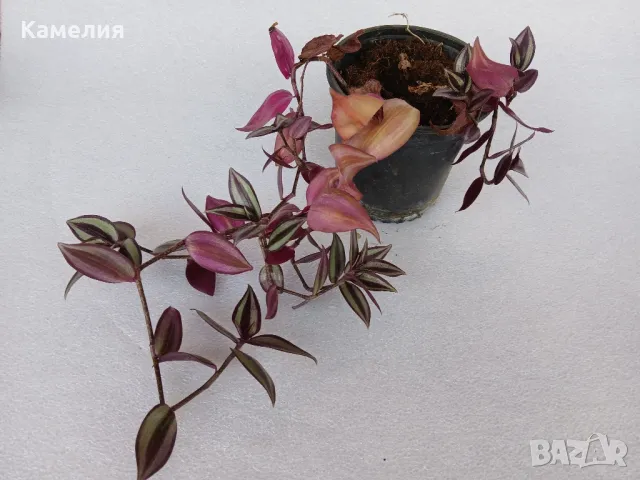 Зебрина, Традесканция, снимка 1