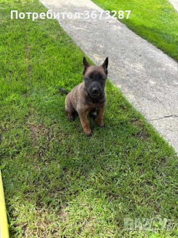 Белгийска овчарка милиноа