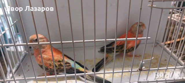 Папагали неофеми и пойни, снимка 10 - Папагали - 54303895