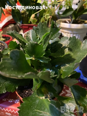 Каланхое, снимка 2 - Стайни растения - 52578578