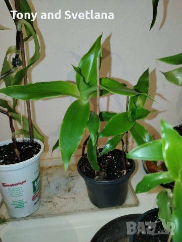 Ароматна Кализия (Calisia Fragrans) - стайно цвете с широко приложение в народната медицина 