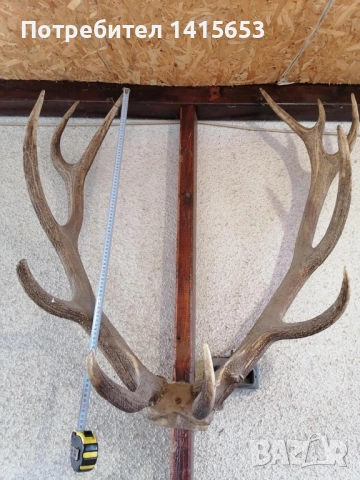 Продавам трофей от благороден елен