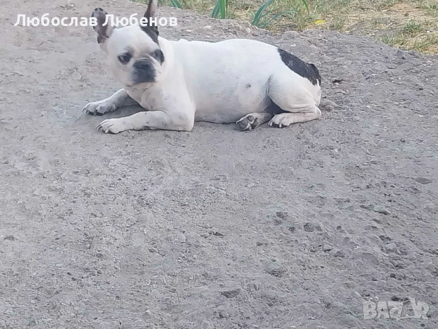 Френски булдог , снимка 18 - Френски булдог - 53639444
