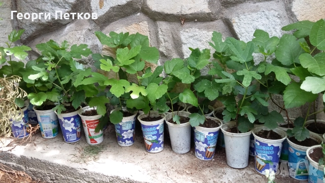 Смокини сорт Бяла Кадота., снимка 2 - Градински цветя и растения - 40184578