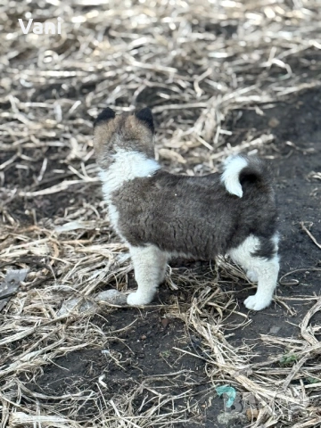 Америкаска акита , снимка 14 - Акита - 53493494