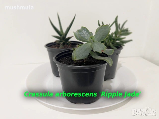 Сукуленти Красула и Сансевиера, снимка 2 - Стайни растения - 53487548